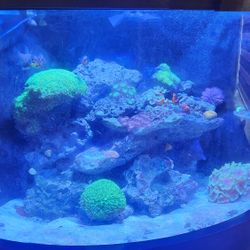 56 Gallons Complete Coner Fish Tank For Sale 32 By 32 Coner