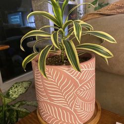 Potted Houseplant- song of india 