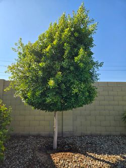 Mature ficus trees