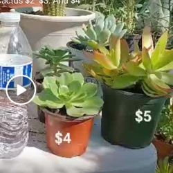 Natural Succulent Plants &Cactus $2.50 & up diferentes tamaños Y precios 