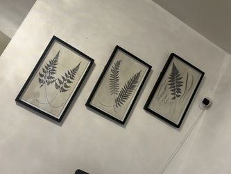 Set of 3 Botanical Fern Framed Prints