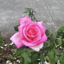 Very Fragrant Pink Rose Bush Blooming Young 