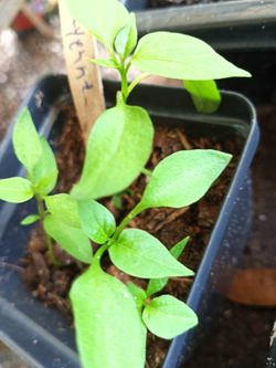 Jalapeno and cayenne pepper plants$1