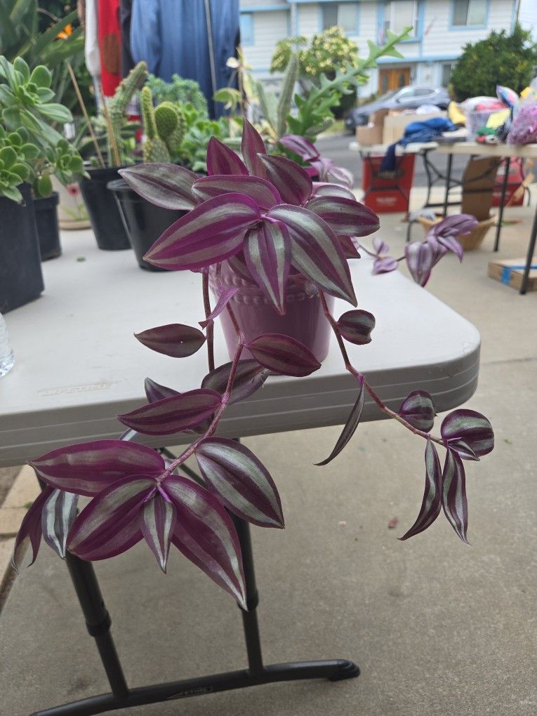 Tradescantia Wandering Jew