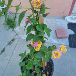 Lantana Plants Blooming In 3gal Pot Over 2ft Tall $8 Each 
