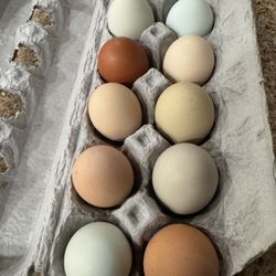 Fresh Eggs