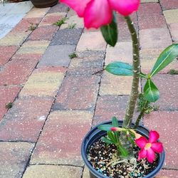 Desert Rose 