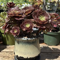 Aeonium Halloween Crested W/pot $55/Plants Only $45