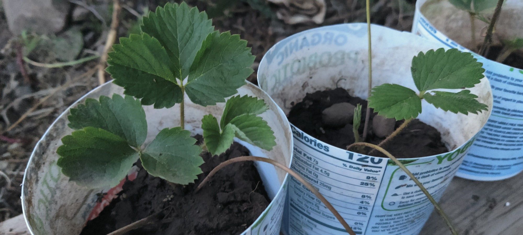 3 Organic Strawberry Starter Plants Ready To Be Planted