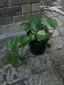 Plantas