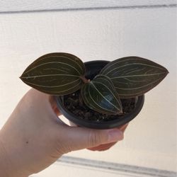 Beautiful Plant