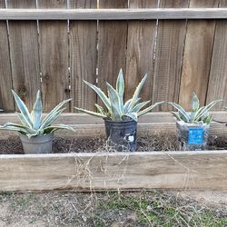 Agave Plants