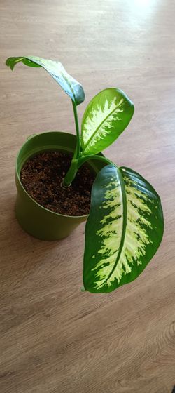 Dumb Cane Live House Plant ☘️