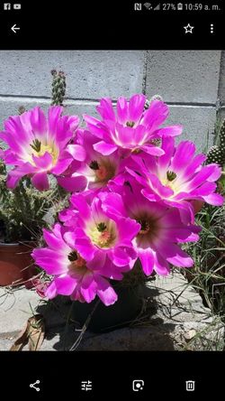 Cactus