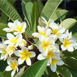 Plumeria white