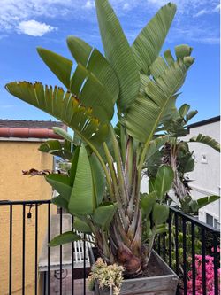 Birds of Paradise Tree