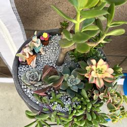 Succulent Arrangement 