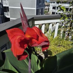 Canna Lilly 5 Piece