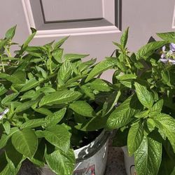 2 plant bundle Pepino Melon fruit tree live plants