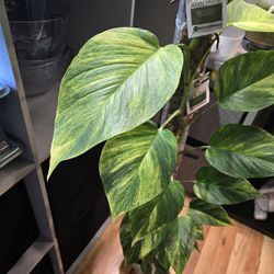 Epipremnum Pinnatum Crystal Green Teruno