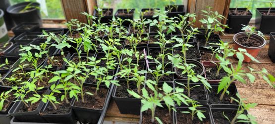Tomatoes Roma
