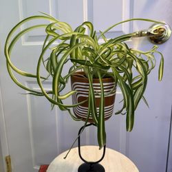 Curly Spider Plant On Tiny Metal Stand