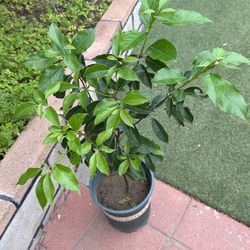 Camphor tree