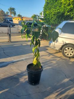Arbol De Aguacate Haas
