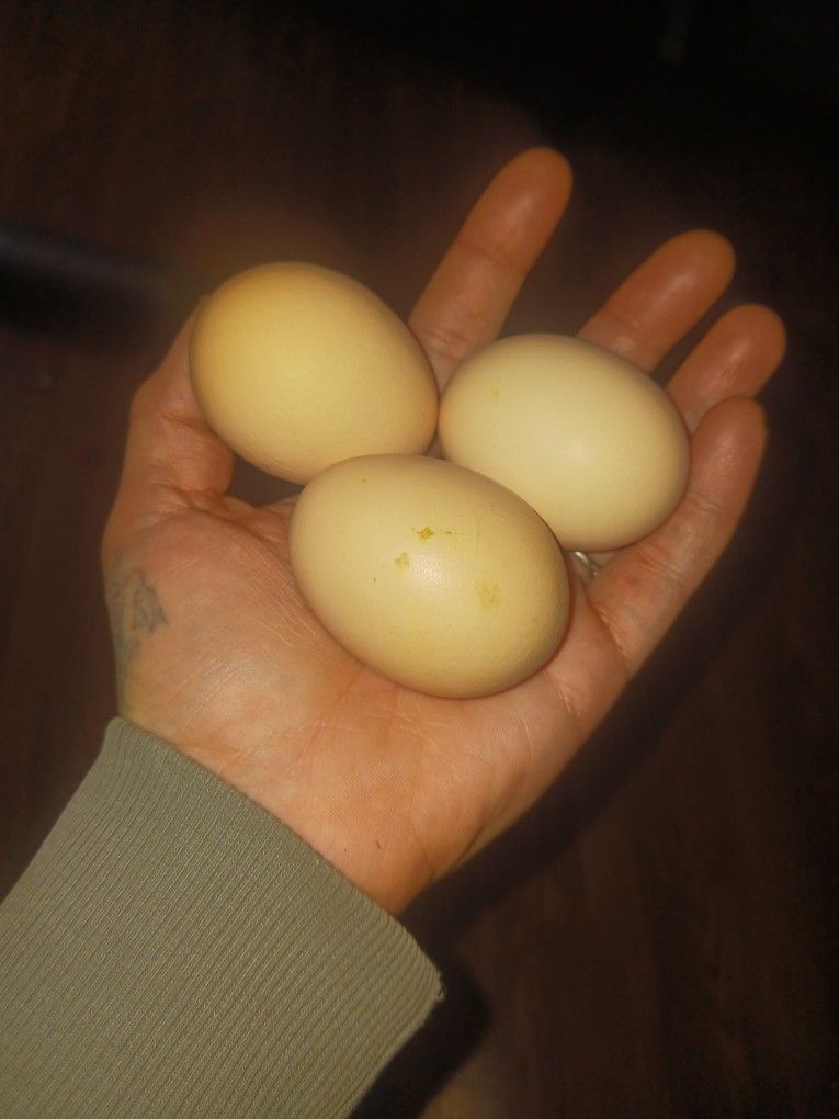 Fertilized BUCKEYE EGGS