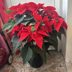 XL Poinsettia Plant read description 