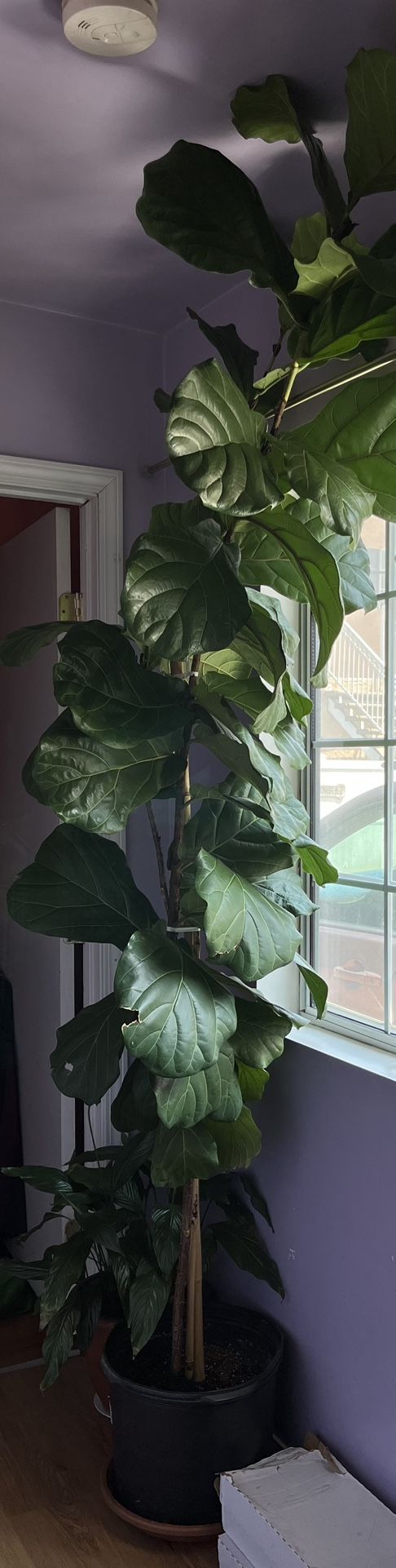 Fiddle Fig Leaf Tree