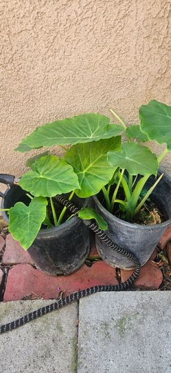 Elephant Ear plant 5 Gallon Pot  $10 each