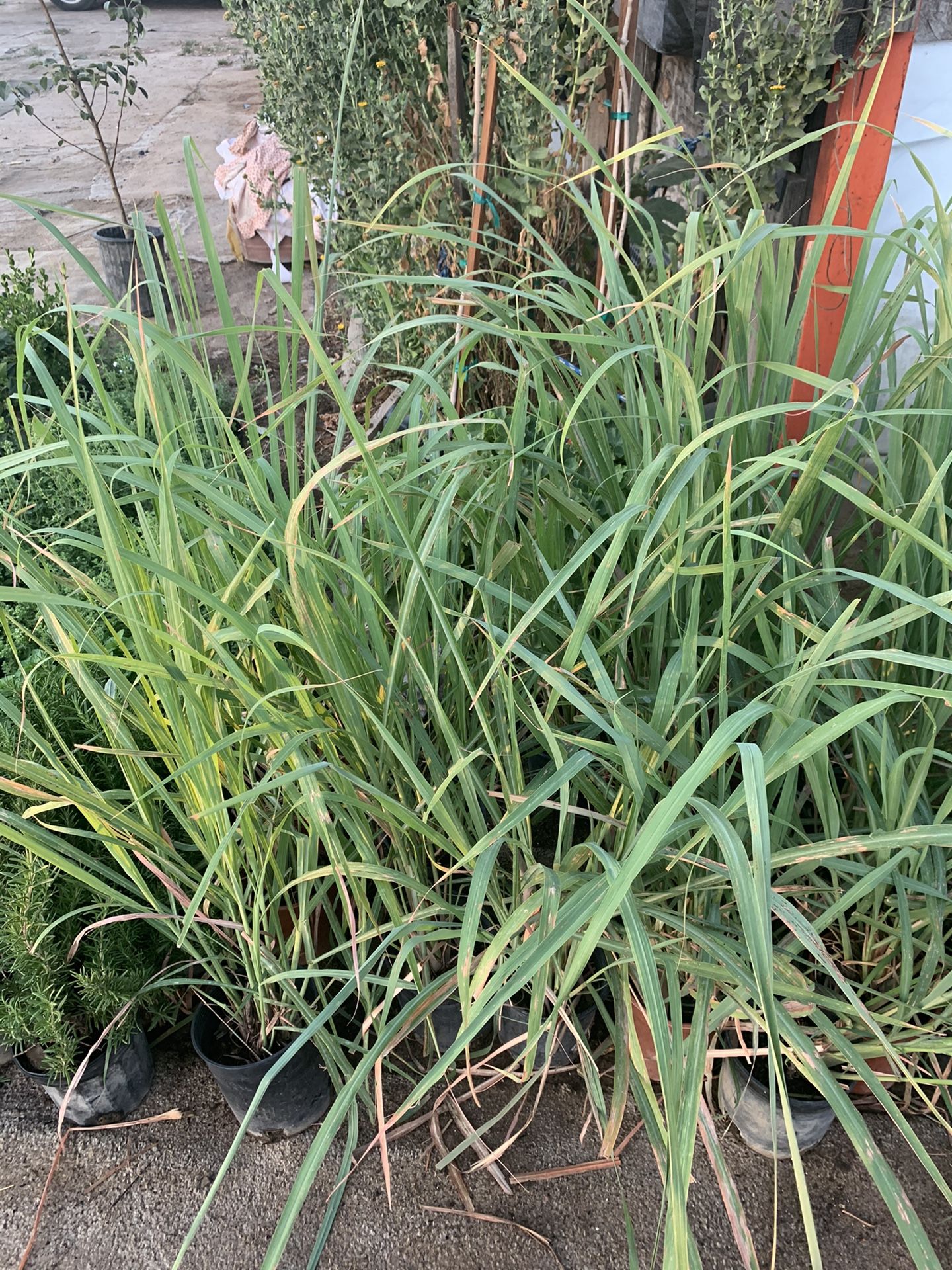 Lemon grass $8 each