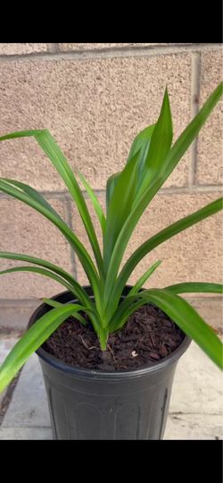 Pandan Plants (edible)