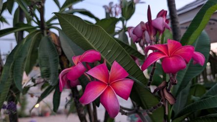 Plumaria Roja / Rosa Caliente/ Plumeria