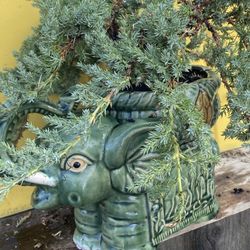 Bonsai Miyagi Style Planted In Elephant Pot $95
