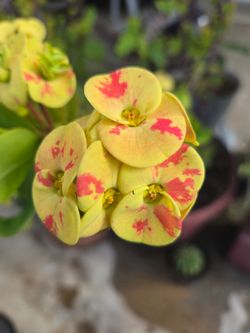 Corona de Cristo Cuttings