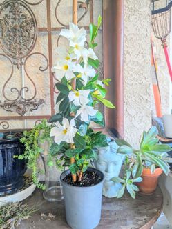 Mandevilla plant.....planta Mandevilla