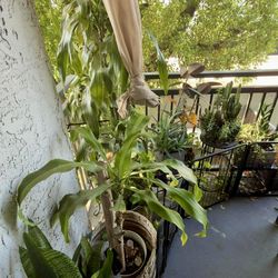 Plants for FREE!!! Just DM me for pick up.