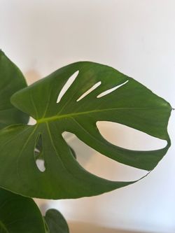 Monstera deliciosa