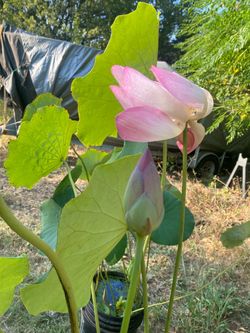 LOTUS GORGEOUS PLANTS