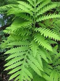 Sensitive Fern