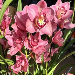 Big Japan Cymbidium Orchid địa lan lớn lan đất Nhật