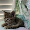 LIL_BIBY