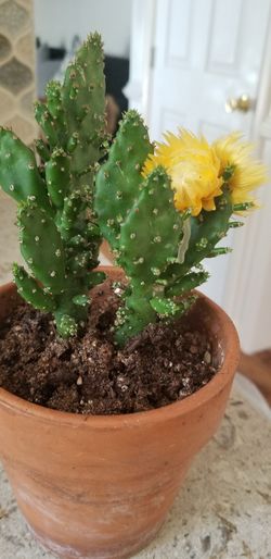 different types of flowers one costs $ 20