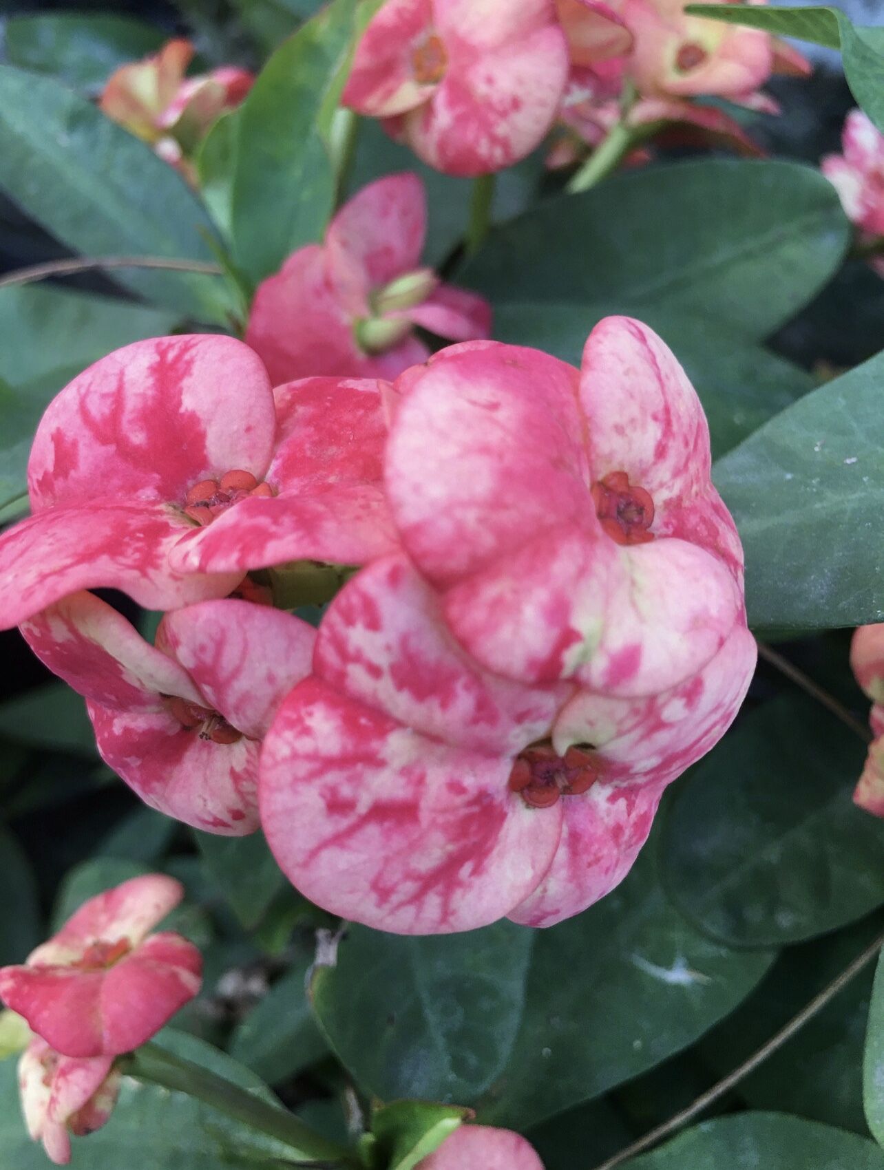 Crown of thorns cuttings"Calypso"