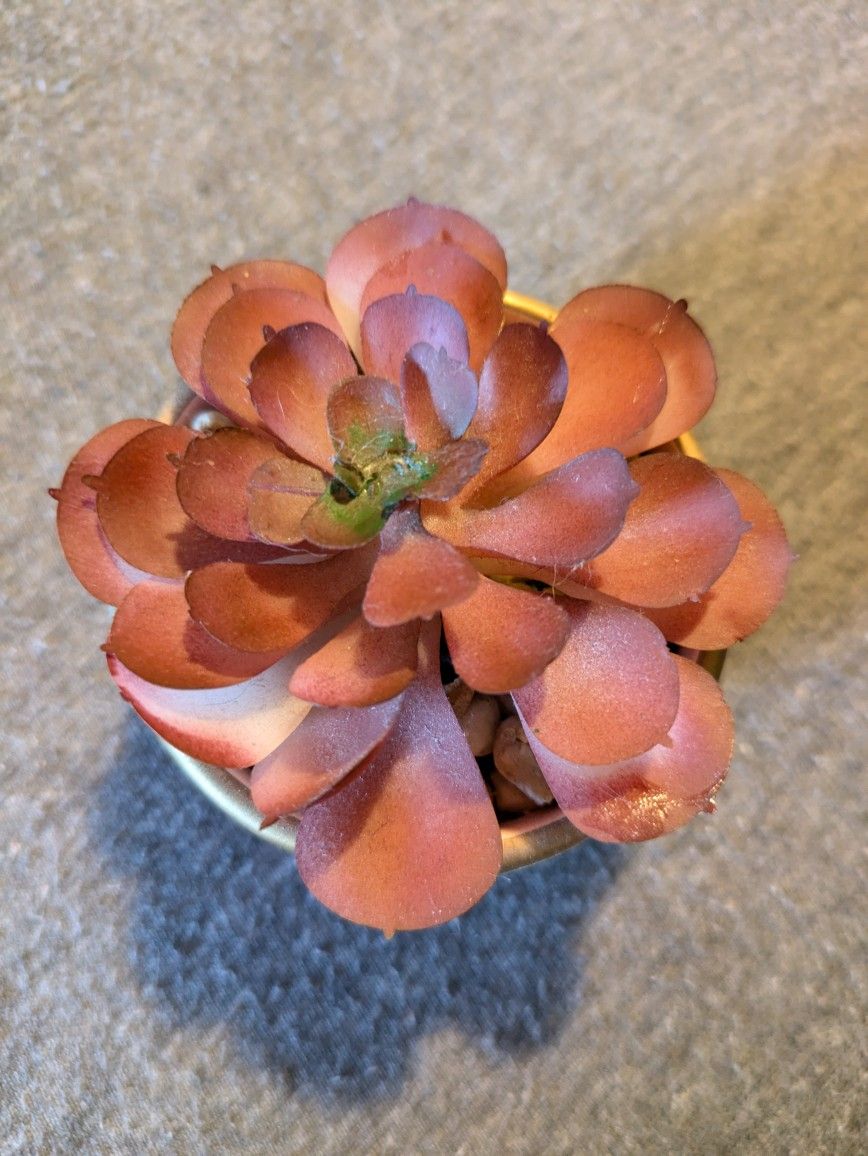 Cute Fake Succulent 