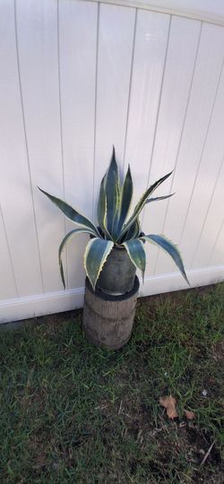 Agave
