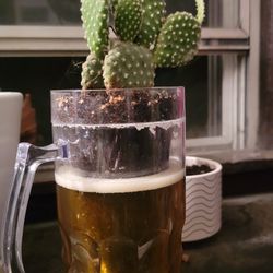 Cactus Plants For Sale Different Prices