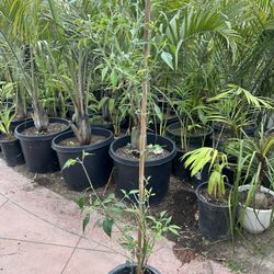Pepper Tree